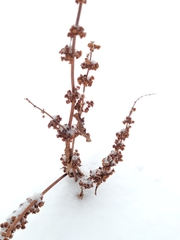 Rumex stenophyllus