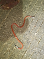 Calliophis maculiceps maculiceps