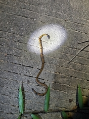 Calliophis maculiceps maculiceps