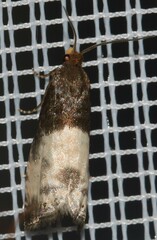 Notocelia cynosbatella