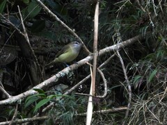 Vireo leucophrys