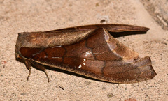 Colax apulus