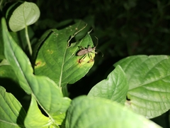 Lisarda rhypara