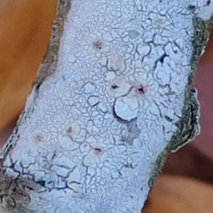 Lecanora caesiorubella