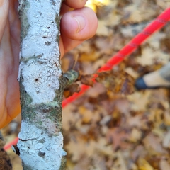 Lecanora caesiorubella