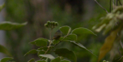 Geothlypis tolmiei