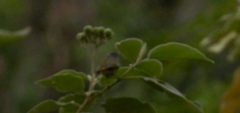 Geothlypis tolmiei