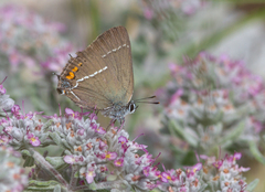 Satyrium spini