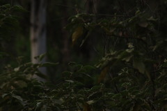 Geothlypis tolmiei