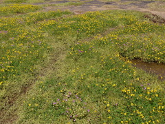 Smithia hirsuta