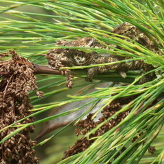 Bradypodion damaranum