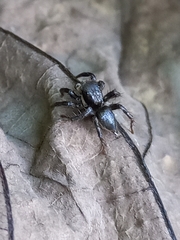 Stenaelurillus albus