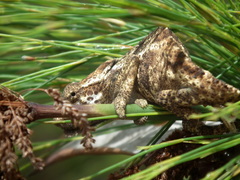 Bradypodion damaranum