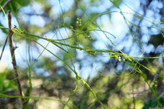Cassytha filiformis