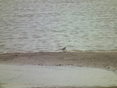 Charadrius placidus