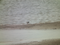 Charadrius placidus