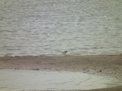 Charadrius placidus