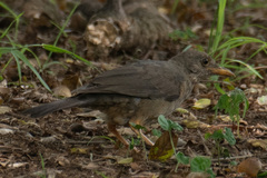 Turdus smithi