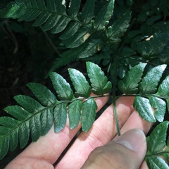 Dryopteris polita