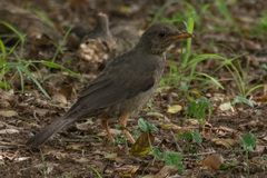 Turdus smithi