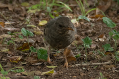 Turdus smithi