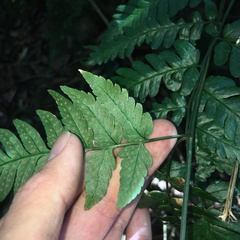 Dryopteris polita