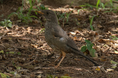 Turdus smithi