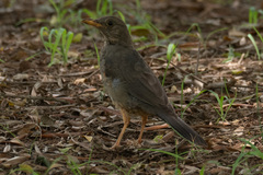 Turdus smithi
