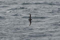 Procellariidae