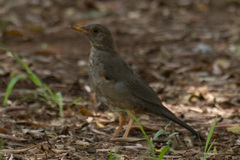 Turdus smithi