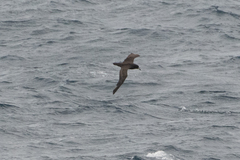 Procellariidae