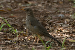 Turdus smithi