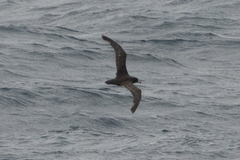 Procellariidae