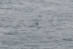 Procellariidae