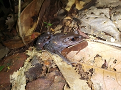 Leptobrachium hendricksoni