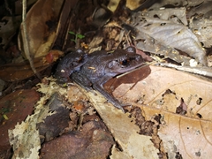 Leptobrachium hendricksoni