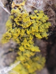 Candelaria concolor