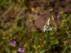 Dipcadi ursulae