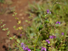 Dipcadi ursulae