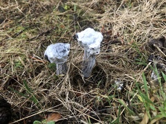 Hypomyces cervinigenus