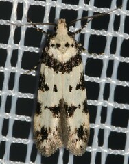 Pseudotelphusa scalella