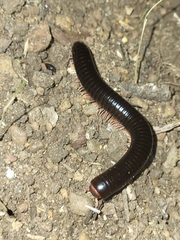 Myriapoda
