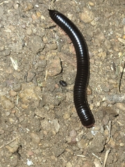 Myriapoda