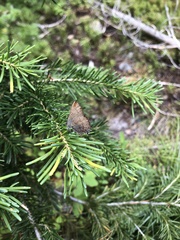 Satyrium saepium