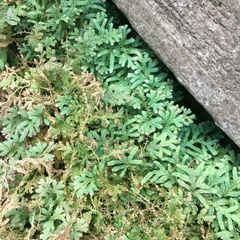 Selaginella uncinata