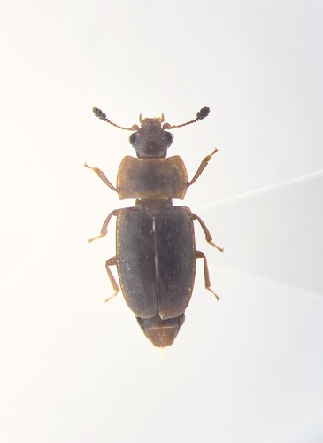 Dead Pine Sap Beetle