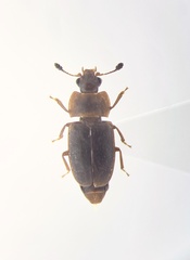 Epuraea truncatella