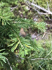 Satyrium saepium