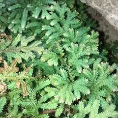Selaginella uncinata