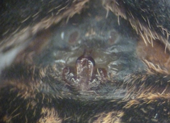 Enoploctenus cyclothorax